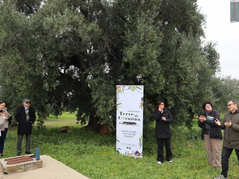 Corato, la "Pianta Madre"